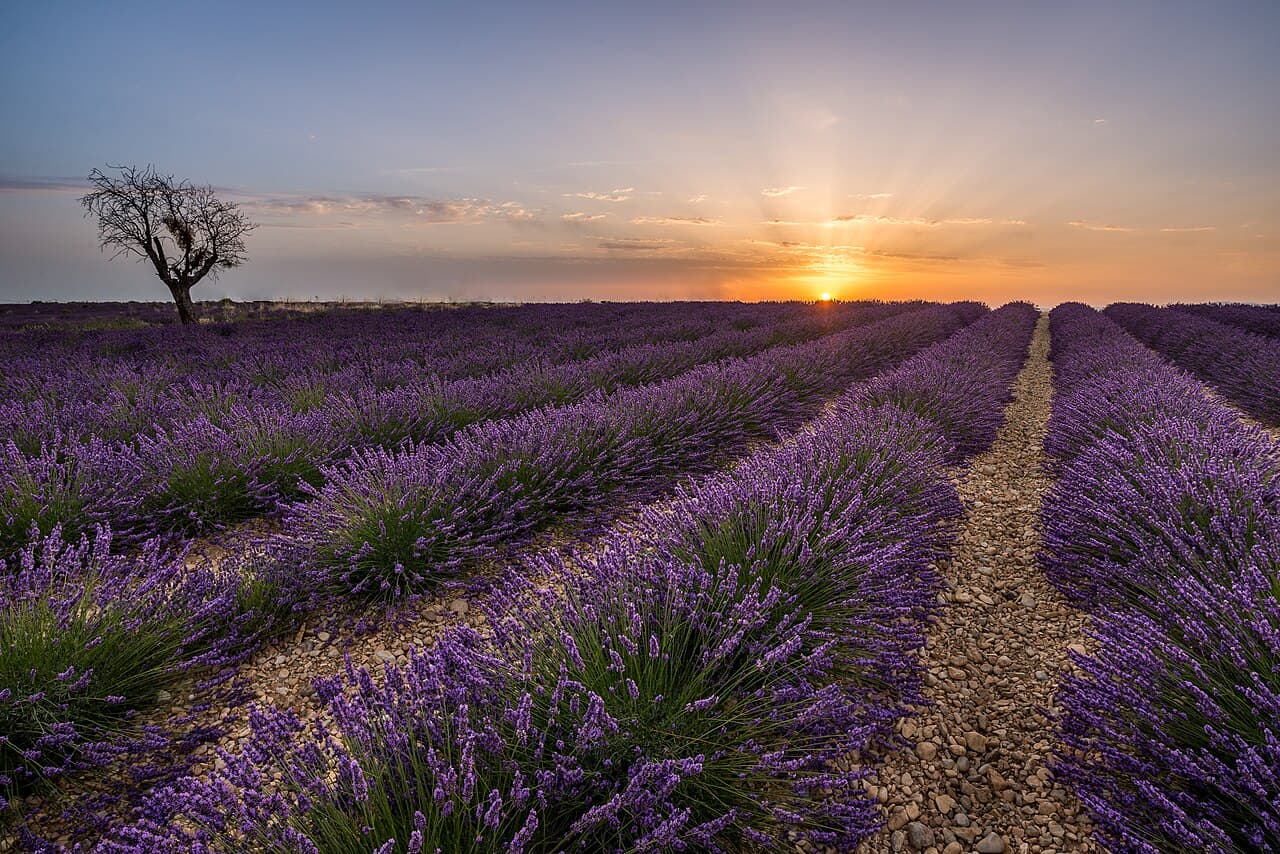 Arvia — Spain & France