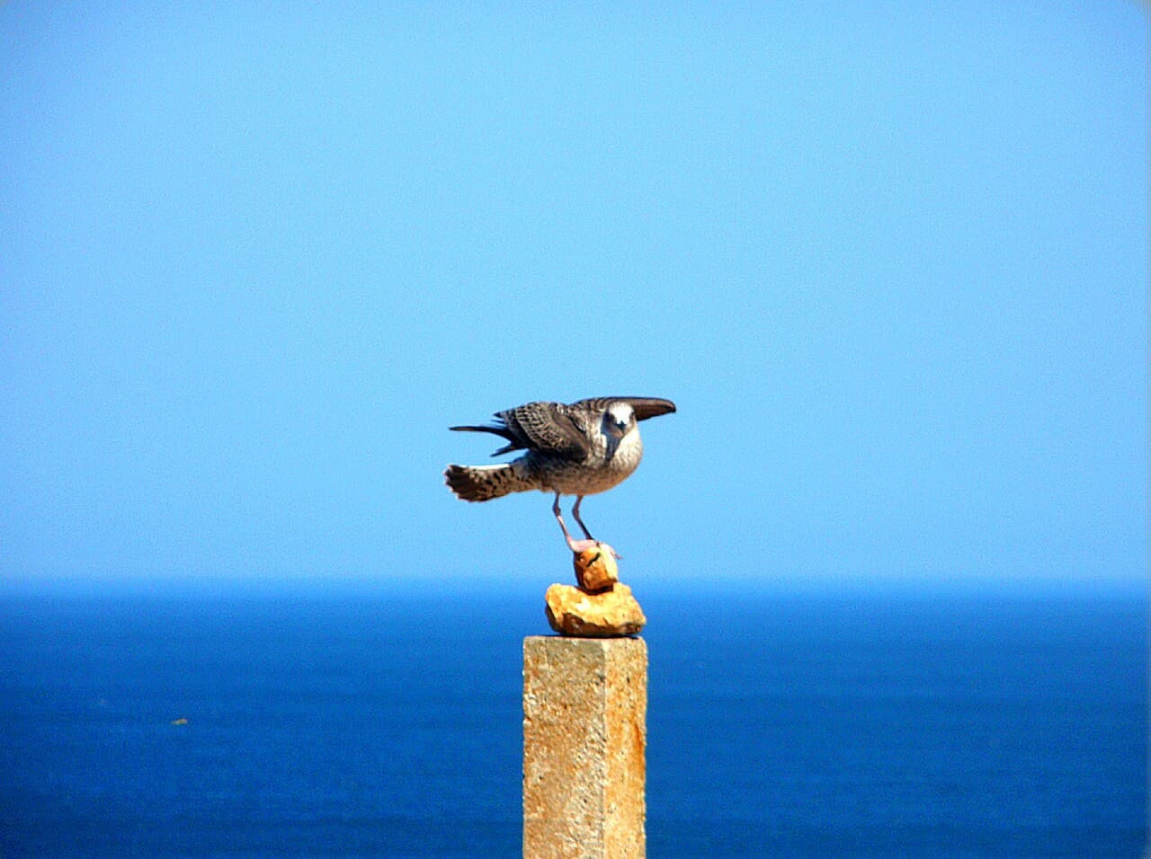 Celebrity Apex — Canaries Portugal Cruise
