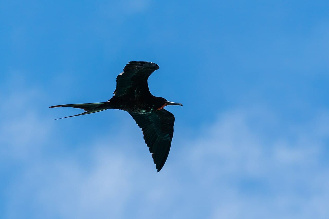 Isla Baltra, Galapagos cruise port